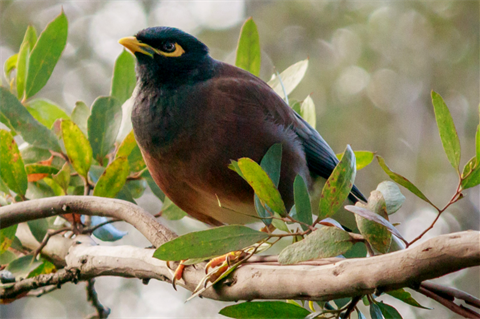 Protect Your Property From The Common Myna Bird Banyule Council