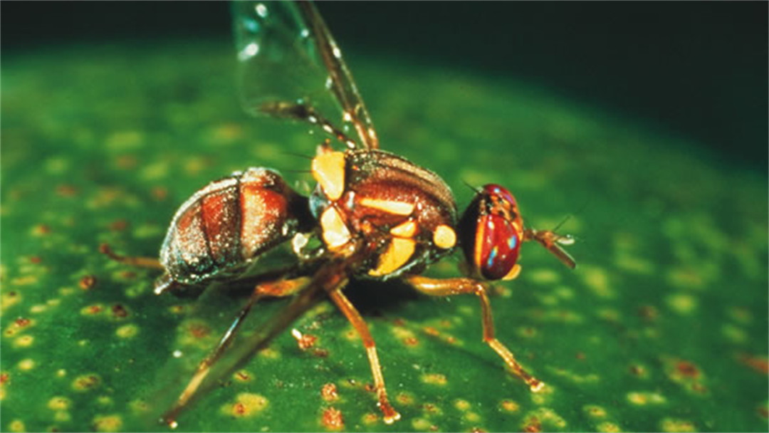 Protect your garden from the Queensland Fruit Fly Banyule Council