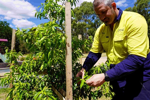 Tree planting on NEL