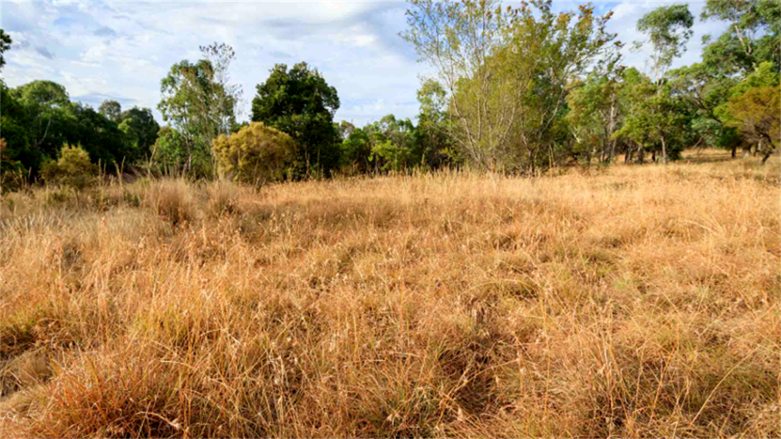 Harry Pottage Reserve landscape