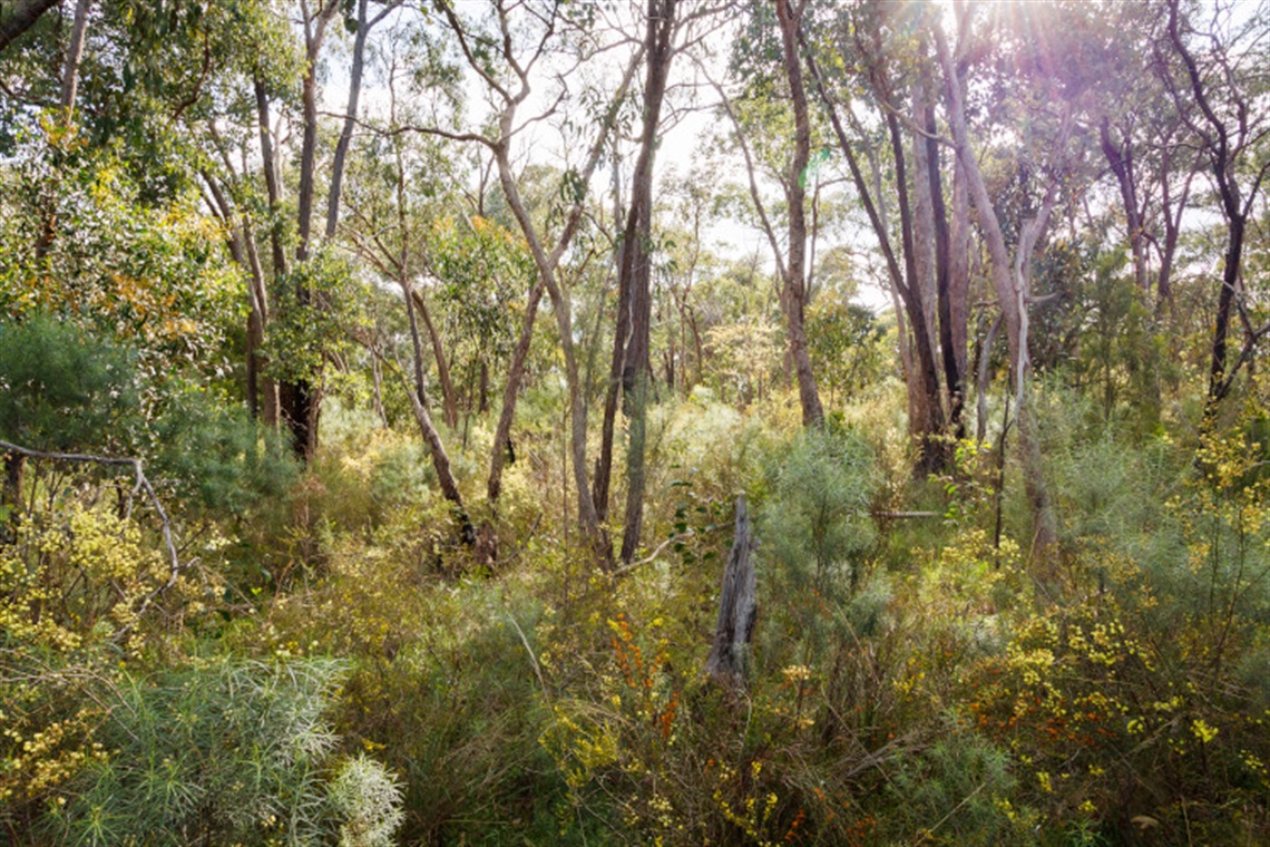 Sunlight coming through trees at St Helenas Bushland Reserve