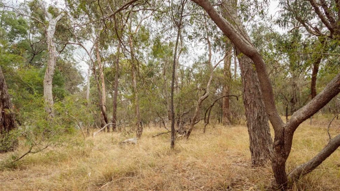 Wooded Way Reserve landscape