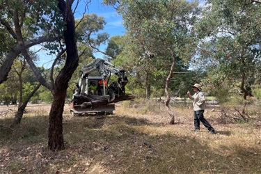 An excavator carrying a tree trunk from a grassy bushland with various trees in the area