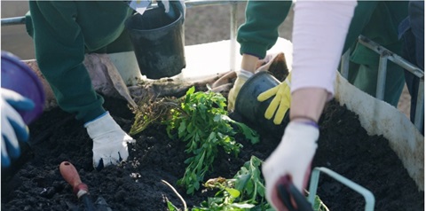 Seedling in planter box