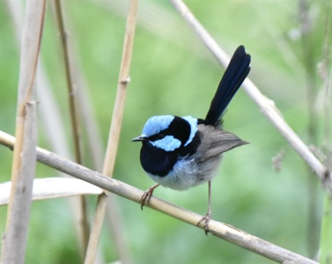 Fairy wren on branch