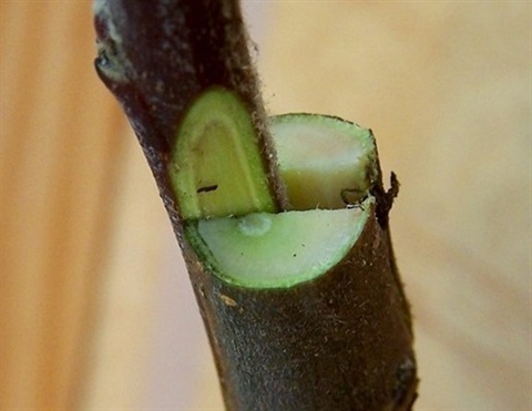 Grafted fruit tree trunk