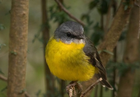 Guided bird walk at Wilson Reserve