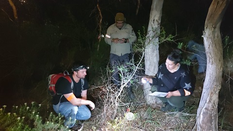 3 people studying insects at night
