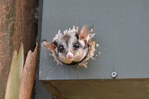 Sugar glider in nesting box