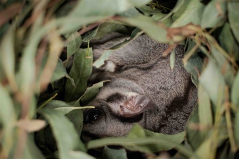 Nesting sugar glider
