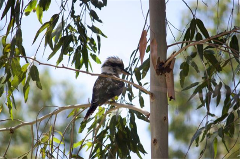 Inviting small birds to your garden