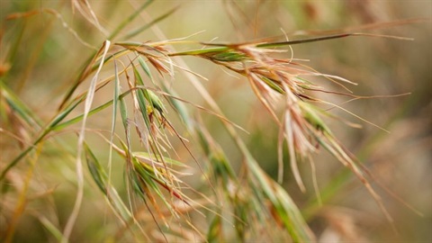 Kangaroo grass