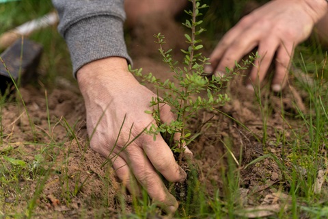 National-tree-day-planting