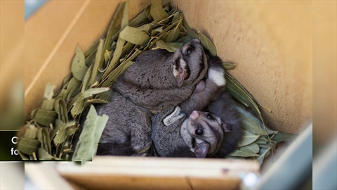 sugar-glider-nesting-box.jpg