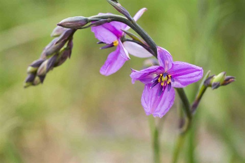 Arthropdium strictum