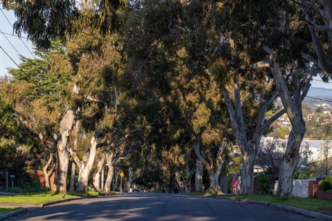 Trees lining a local street